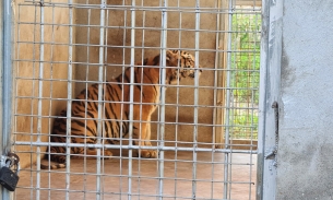 Vụ giải cứu hổ ở Nghệ An: 9 cá thể hổ còn sống đã được một vườn thú nhận nuôi