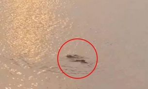 Xôn xao thông tin “cá sấu xuất hiện ở Hồ Tây”, chính quyền địa phương nói gì?