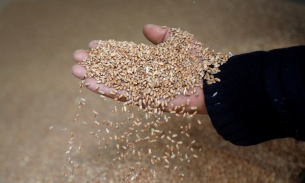 Kế hoạch của EU nhằm đưa lúa mì từ Ukraine ra thế giới