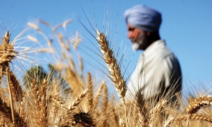 Giá lúa mì cao kỷ lục dẫn đến nguy cơ nạn đói toàn cầu