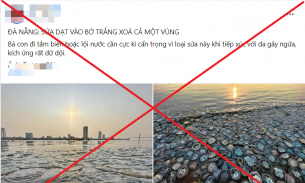 Thực hư thông tin sứa biển chết hàng loạt dạt vào bãi biển Đà Nẵng