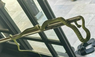 Resort hơn 60 triệu đồng nhưng rắn vẫn bò vào khiến du khách 'chết khiếp'