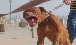 Người thả chó pitbull cắn hàng xóm bị đề nghị truy tố tội 'giết người'