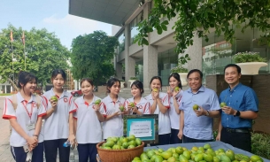 Độc lạ Hà Nội: Trường đại học hái hàng thúng xoài lớn tặng sinh viên