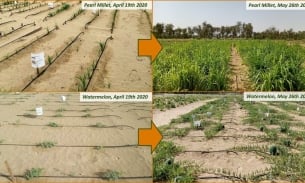 Công nghệ 'kỳ diệu' biến cát sa mạc thành đất gieo trồng ở Trung Quốc