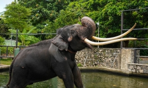 Thái Lan chi 700.000 USD đưa chú voi tặng cho Sri Lanka hồi hương