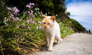 Độc lạ phương pháp tìm mèo lạc bằng cách 'tâm sự mỏng' của người Nhật