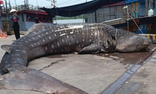 Phát hiện xác cá nhám dài 8 mét dạt vào bờ biển Nghệ An