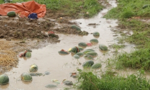 Gia Lai: Hàng chục héc - ta dưa hấu trái vụ đến kỳ thu hoạch bị mưa 'nhấn chìm'