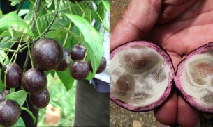 Hà Giang: Ăn quả hồng châu, 11 trẻ bị ngộ độc