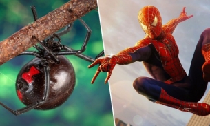 Bé trai 8 tuổi nhập viện vì cho nhện độc cắn để... trở thành 'Spider Man'