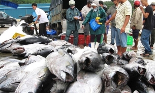 Cá ngừ Việt Nam xuất khẩu sang thị trường một quốc gia Đông Á đã tăng gấp 2,5 lần