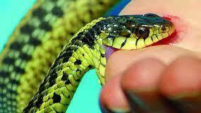 Video: Bị rắn hổ mang chúa cắn chặt vào tay, nam thanh niên vẫn xử lý cực kỳ bình tĩnh