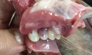 Tá hỏa khi thấy con cá có hàm răng giống hệt răng người