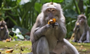 Công an truy bắt khỉ hoang tấn công nhiều người ở Vĩnh Long