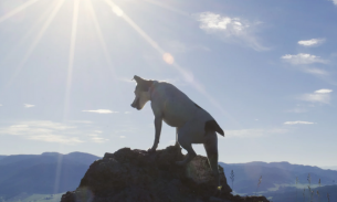 Chú chó cưng canh giữ xác chủ gần hai tháng trên núi