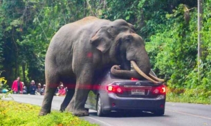 Đâm phải voi con trên cao tốc, chiếc ô tô bị cả đàn voi tấn công