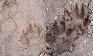 Dấu chân nghi là 2 con hổ ở Sơn La có thể là thú thuộc họ chó