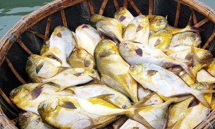Hà Tĩnh: Ngư dân bắt 3 tấn cá chim vây vàng, thu 600 triệu đồng