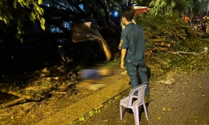 TP HCM: Người đàn ông bị cây xanh bật gốc đè tử vong khi đang trú mưa