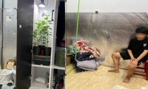 Đà Nẵng: Bắt nam thanh niên sở hữu 1 vườn cần sa trong phòng ngủ