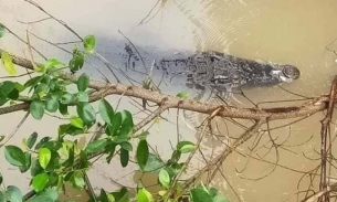 6 con cá sấu nuôi tại công viên ở Kiên Giang bị xổng chuồng