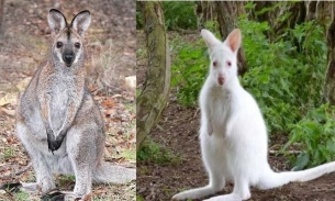 Chuột túi Wallaby là loài gì và có phải động vật ngoại lai hay không?