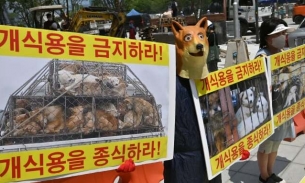 Hàn Quốc sẽ cấm bán và tiêu thụ thịt chó từ năm 2027?