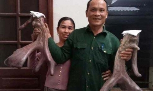Nghệ An: Cặp nhung nai 'khủng' nặng gần 9kg giá bán 50 triệu đồng