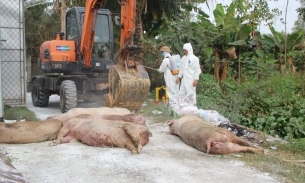 Xuất hiện hơn 100 ổ dịch tả lợn châu Phi ở 17/21 huyện, thị xã tại Nghệ An