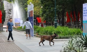 Người Hà Nội đến công viên mà 'tim đập, chân run' vì chó thả rông ở khắp nơi
