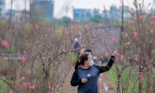 Nhật Tân bắt đầu có hoa đào nở, người dân nhộn nhịp vào tận vườn hỏi mua sớm