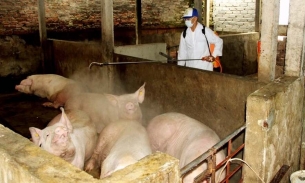 Nghệ An: Dịch tả lợn châu Phi xuất hiện và bắt đầu lan rộng, hơn 500 con lợn bị tiêu hủy