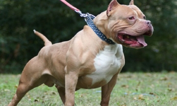 Bắc Giang: Chó pitbull bất ngờ tấn công chủ, 4 người nhập viện cấp cứu