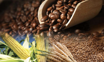 Cà phê, mía đường, lúa mì chịu tác động kép liên tục lao dốc