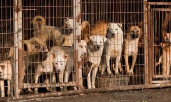 Nông dân Hàn Quốc dọa thả hai triệu con chó trước cơ quan chính phủ