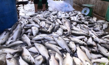 Hơn 50 tấn cá lồng ở Hà Tĩnh chết trong 1 buổi sáng, người nuôi rơi vào cảnh 'trắng tay'