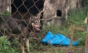 Nữ công nhân bị chó nuôi của chủ trọ cắn tử vong