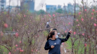 Nhật Tân bắt đầu có hoa đào nở, người dân nhộn nhịp vào tận vườn hỏi mua sớm