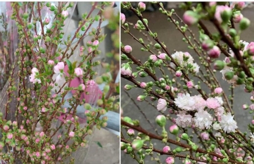Bắt 'trend thú chơi' hoa đào sakura' người buôn hoa 'bỏ túi' tiền triệu
