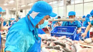 Đáp ứng tiêu chuẩn chế biến, truy xuất và chứng nhận Halal cá tra Việt đi sâu vào thị trường ngách