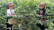 Sơn La đẩy mạnh truy xuất nguồn gốc, hướng đến phát triển ngành cà phê đạt tiêu chuẩn quốc tế