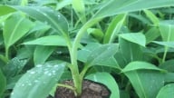 TCVN 13607-6:2024 về giống chuối hướng đến đảm bảo nâng cao năng suất và chất lượng