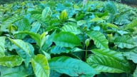 Chuẩn hóa giống cà phê theo TCVN 13607-7:2024 góp phần nâng cao năng suất chất lượng