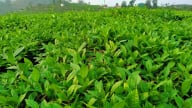 Chè Lai Châu được bảo hộ chỉ dẫn địa lý