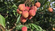 Chủ động phương án tiêu thụ và xuất khẩu vải thiều