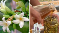 Nghiên cứu sản xuất sản phẩm từ hoa đu đủ đực góp phần hỗ trợ sức khỏe