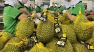 Chuẩn hóa chất lượng để giữ đà tăng trưởng xuất khẩu rau quả