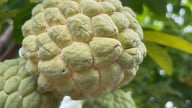Đánh giá kết quả mô hình thâm canh cây na ở thời kỳ kinh doanh tại thực địa