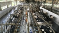 Lợi ích của công cụ WBS đối với doanh nghiệp ngành sữa trong nâng cao năng suất, chất lượng